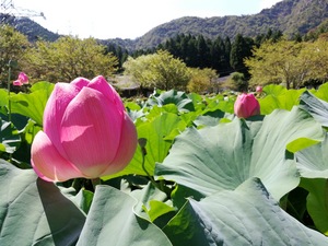 09 杣山 花はす公園 2