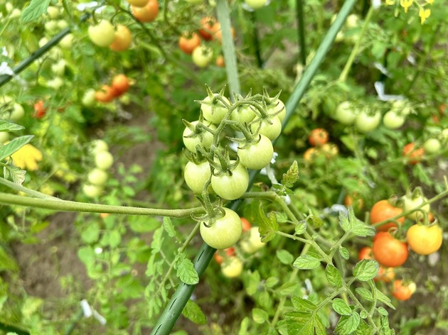 畑ミニトマト 2