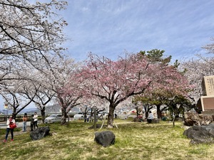 四屋公園 桜 2