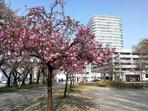市庁舎＆八重桜