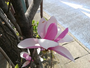 路傍の春花