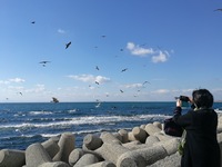 豊浜 海鳥 2
