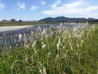 長良川河畔 雑草 3