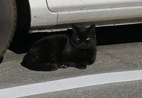 黒猫 2